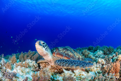 Sea turtle on a tropical coral reef with sunbeams above