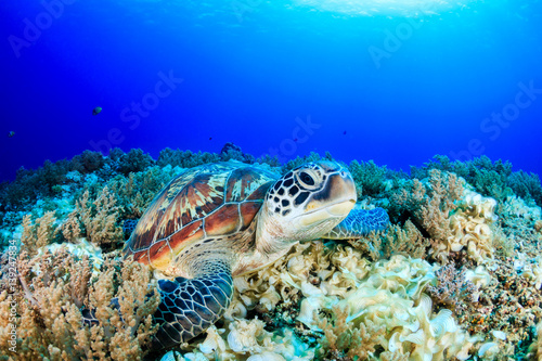 Sea Turtle looking up from a coral reef with sunbeams behind