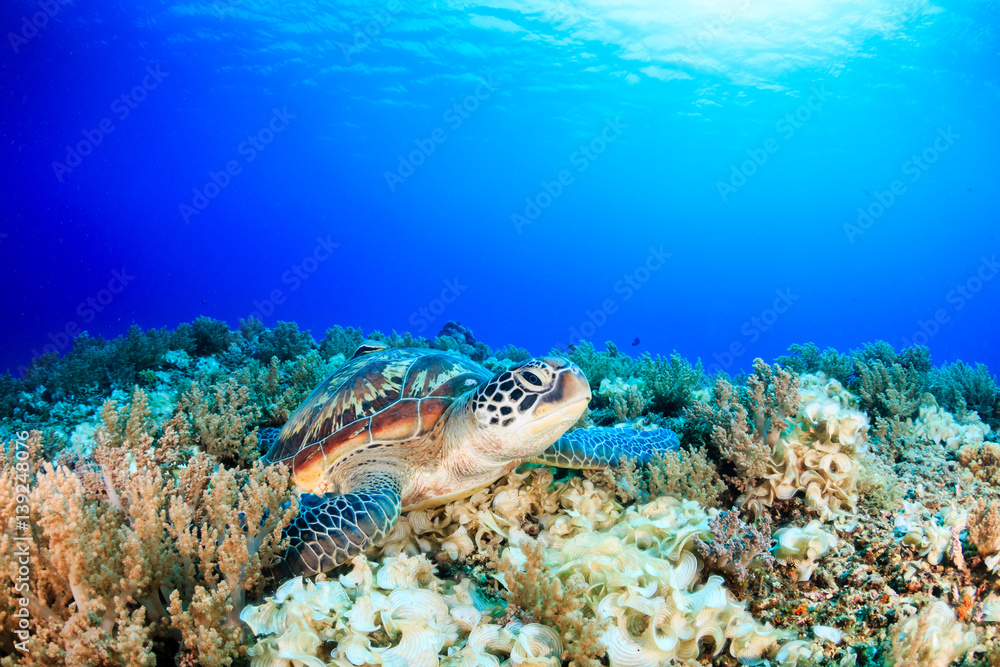 Fototapeta premium Sea turtle on a tropical coral reef with sunbeams above