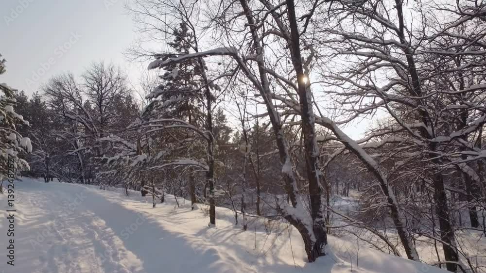 forest walk in winter day, camera in movement, snowy branches of trees and spruces forest walk in winter day, camera in movement, snowy branches of trees and spruces