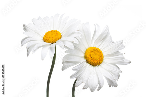 Fototapeta Naklejka Na Ścianę i Meble -  Beautiful white daisy flowers. Floral wallpaper. 