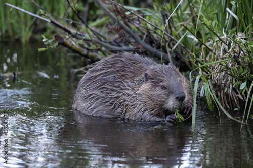 Beaver