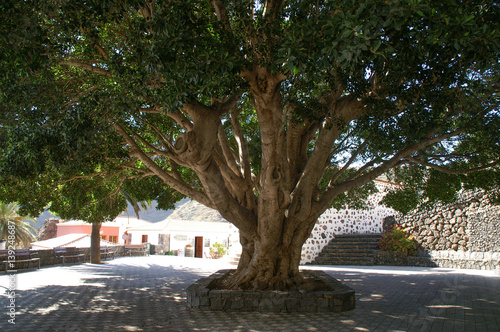 uralter Olivenbaum