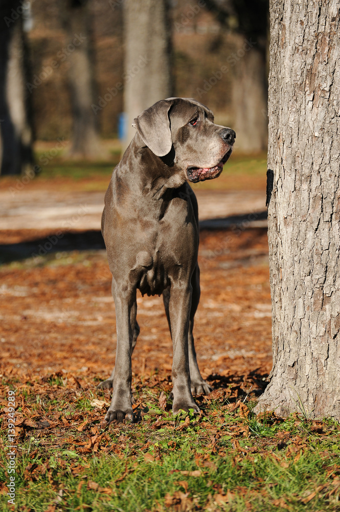 Great Dane purebred dog