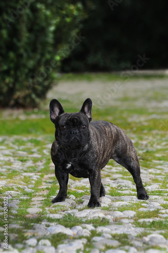 French bouledogue dog. © Ricant Images