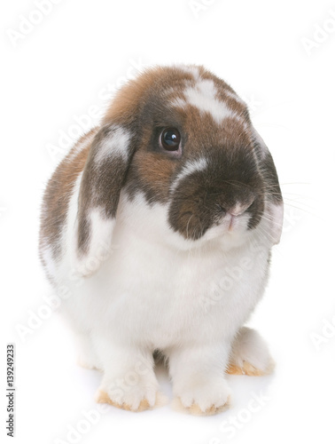 Dwarf lop-eared rabbit