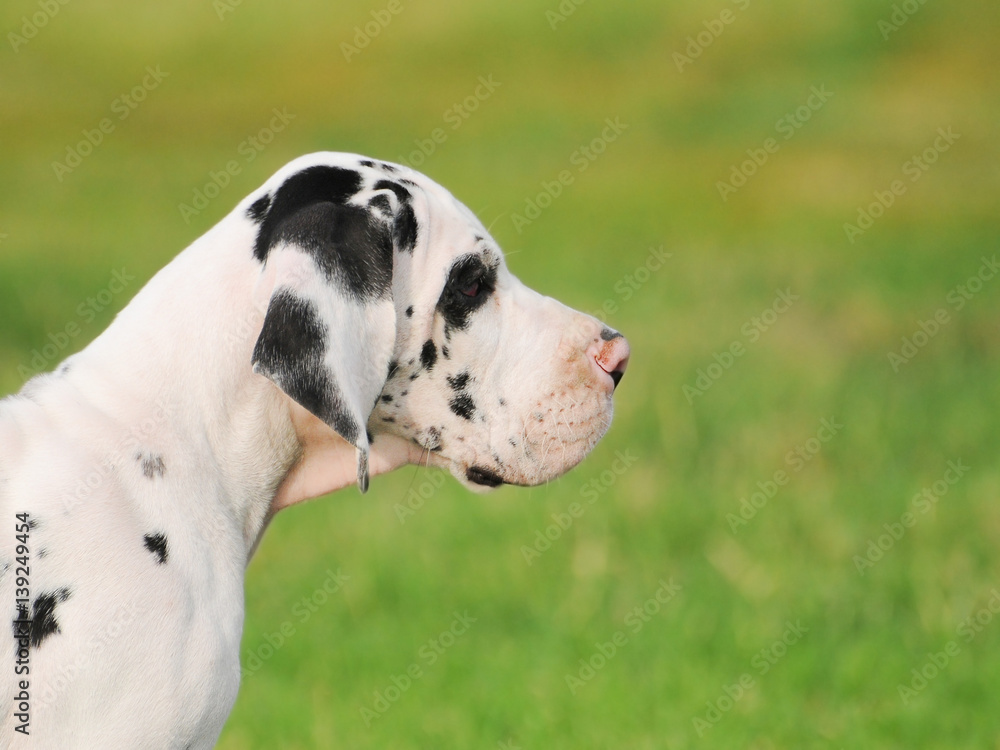 Great Dane purebred puppy dog
