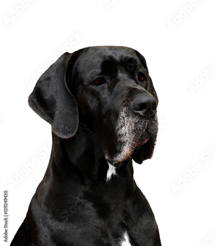 Great Dane purebred dog