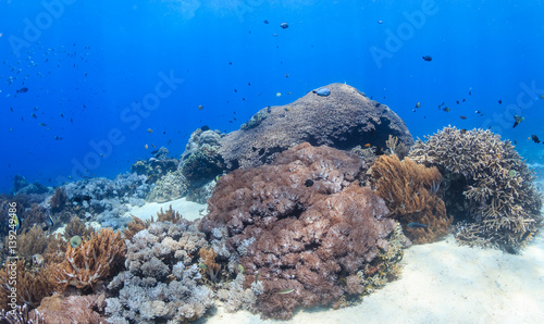 Beautiful tropical coral reef in Indonesia