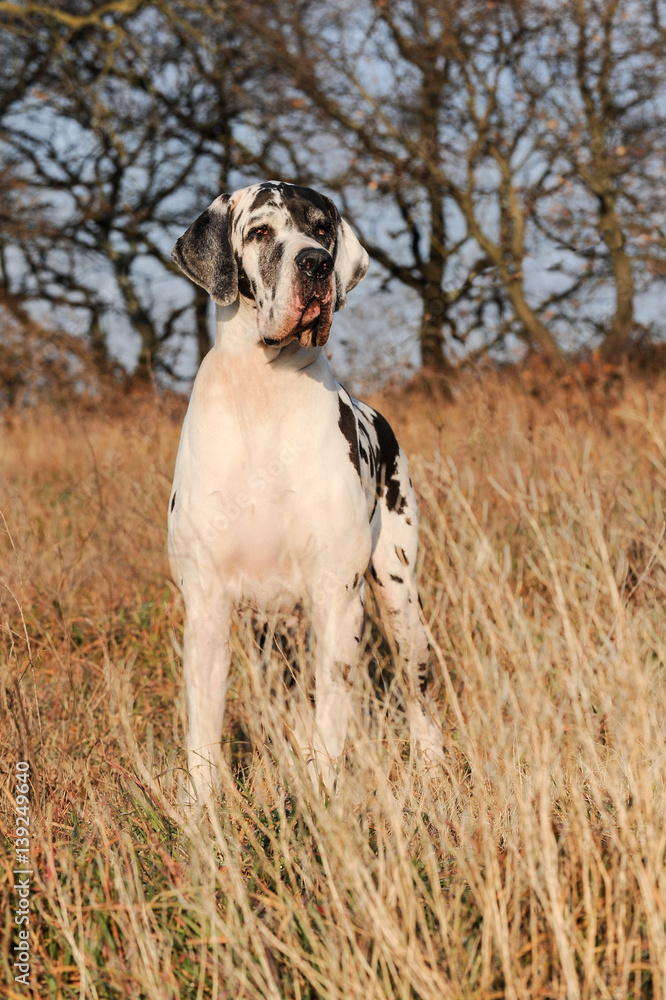 Great Dane purebred dog Great Dane purebred dog