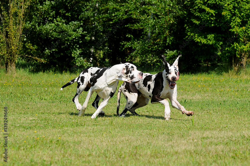 Two Great Dane purebred dogs