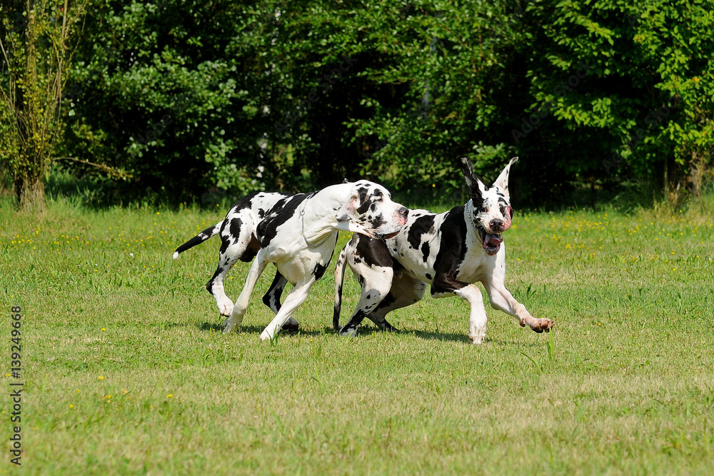 Two Great Dane purebred dogs Two Great Dane purebred dogs