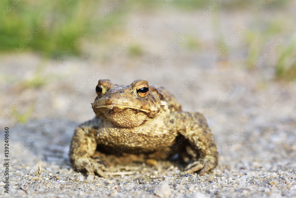 common toad bufo bufo common toad bufo bufo