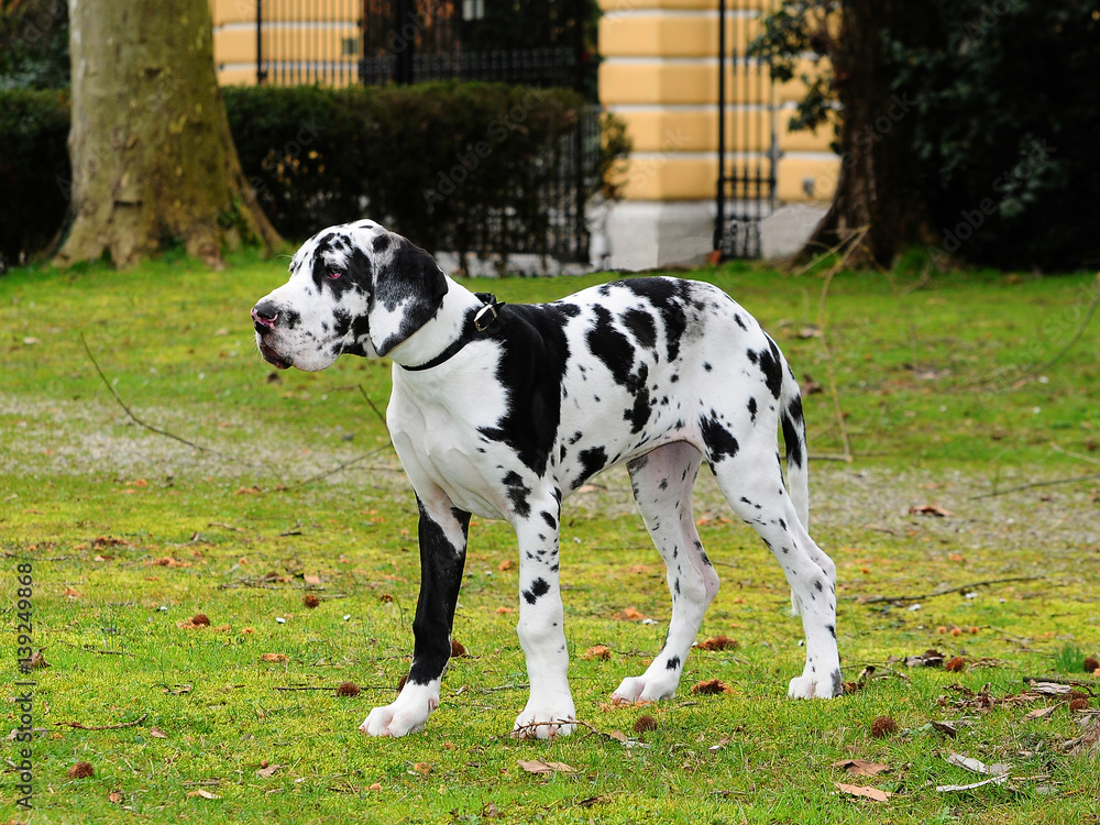 Great Dane purebred puppy dog