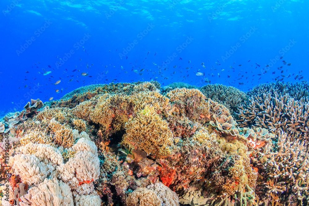 Fototapeta premium Tropical fish and colorful corals on a healthy, thriving coral reef