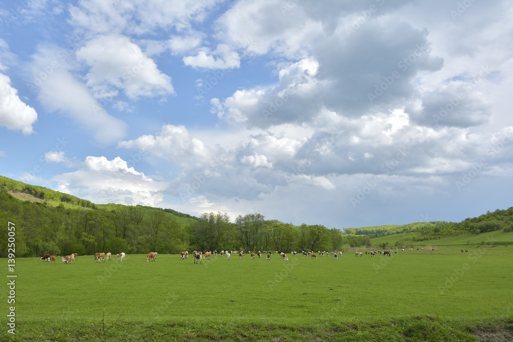 Fototapeta premium cows on field