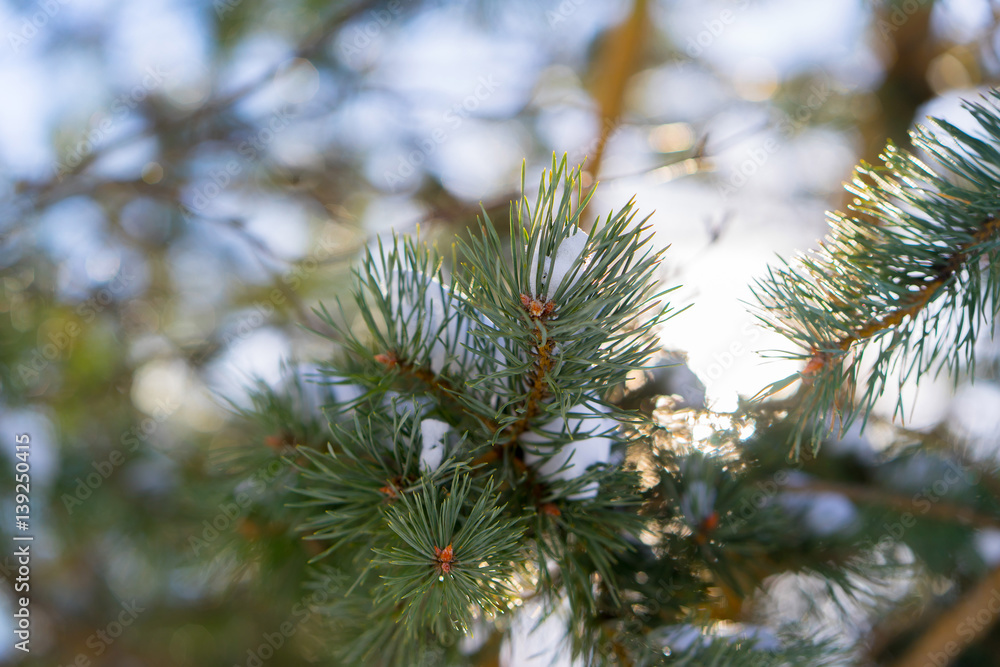 Christmas tree branch with glare from the sun. Christmas tree branch with glare from the sun.