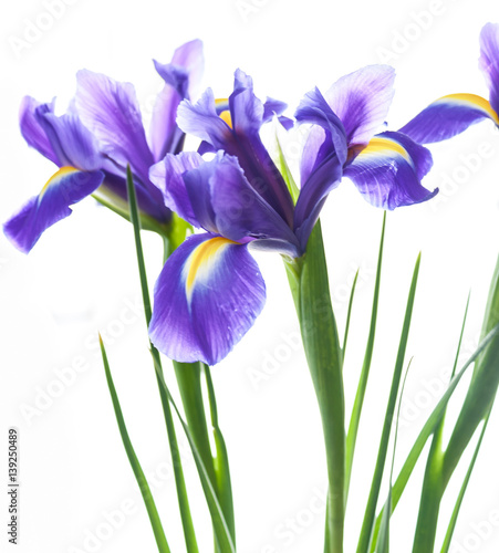 Fototapeta Naklejka Na Ścianę i Meble -  Spring flower frame made from iris