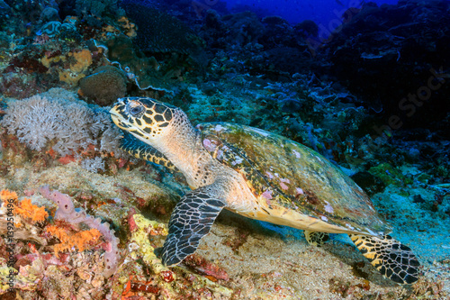 Hawksbill Turtle and SCUBA divers on a tropical coral reef