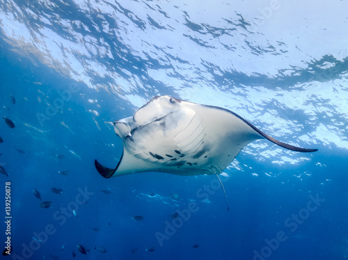 Large Manta Ray swimming in the ocean