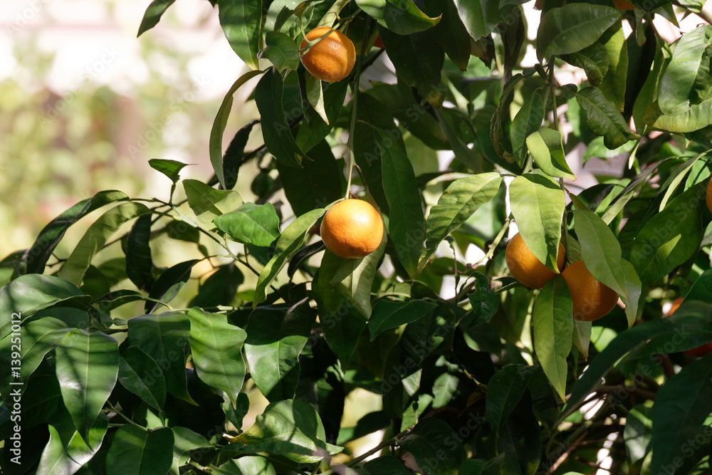 plant of orange in a garden