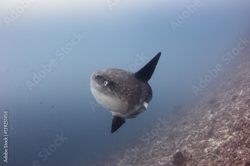 Oceanic Sunfish (mola mola) deep underwater photo