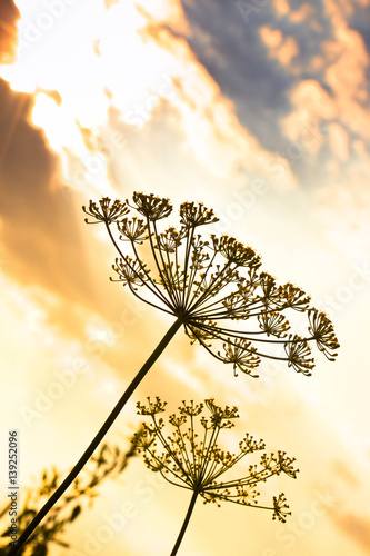 dill on the sunset sky
