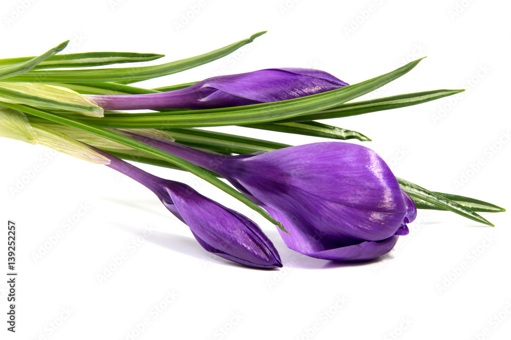Fototapeta premium Crocus flower in the spring isolated on white (selective focus)