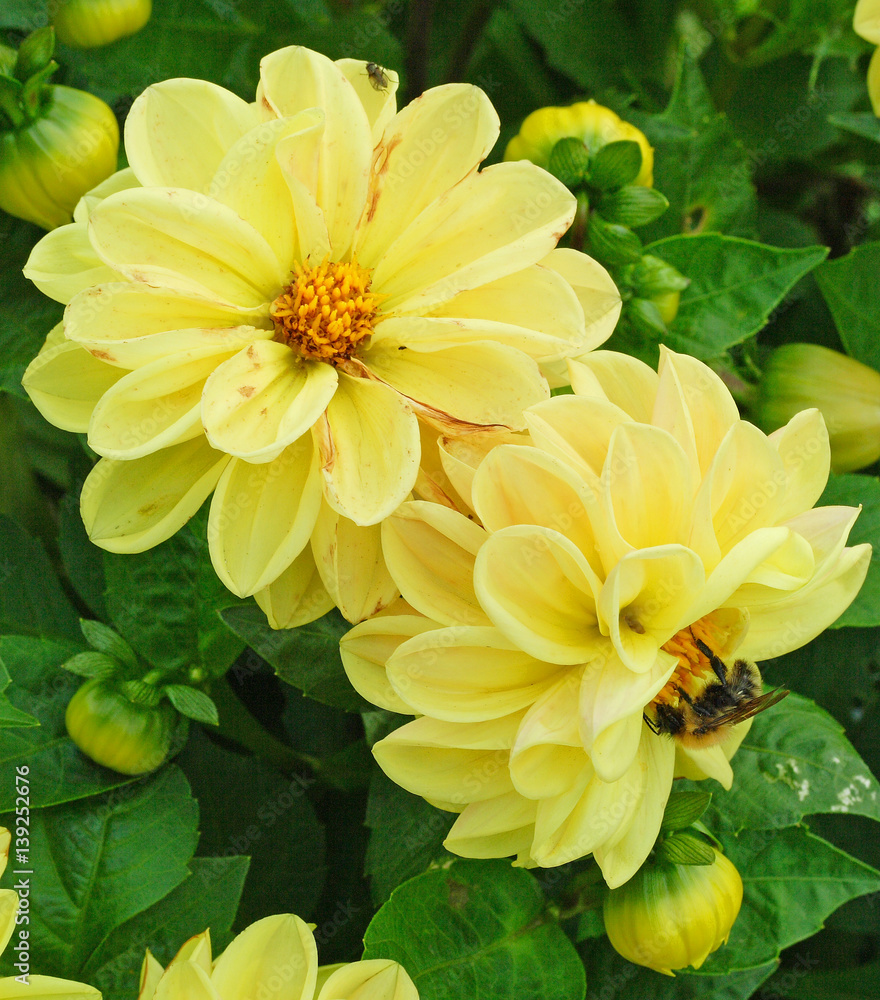 Yellow Dahlia flowers in garden with bee Yellow Dahlia flowers in garden with bee