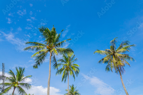 Coconut tree over blue sky . © jannoon028