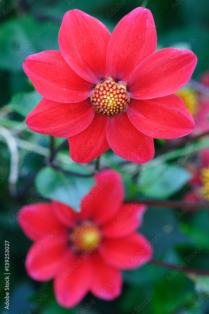 Red Dahlia flowers in garden full bloom