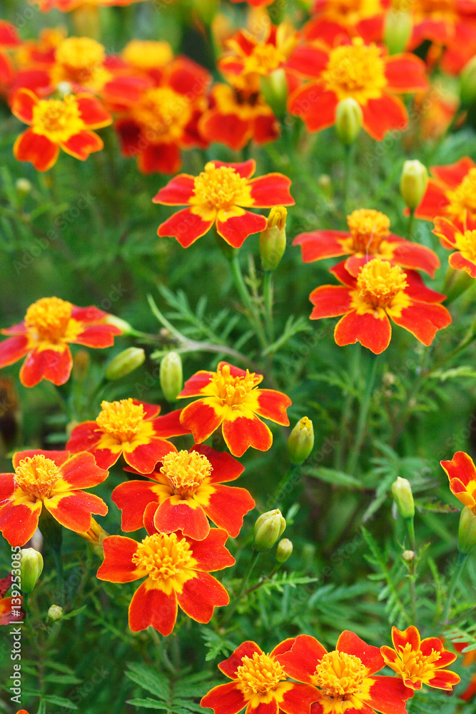 Blooming Red Marigolds (Tagetes) flowerbed