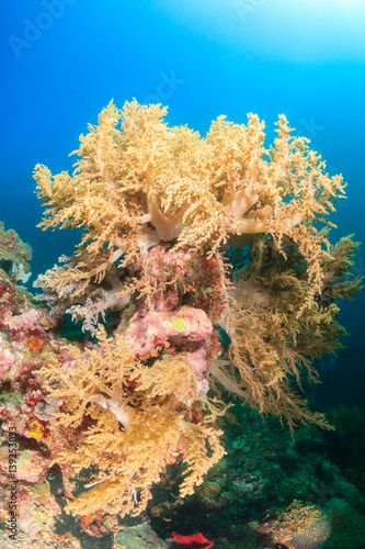 Soft corals on a healthy tropical coral reef