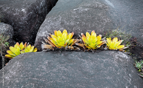 A very rare endemic yellow flowers on the plateau of Roraima - Venezuela, South America photo