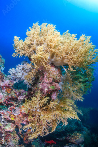 Colorful soft corals on a tropical coral reef