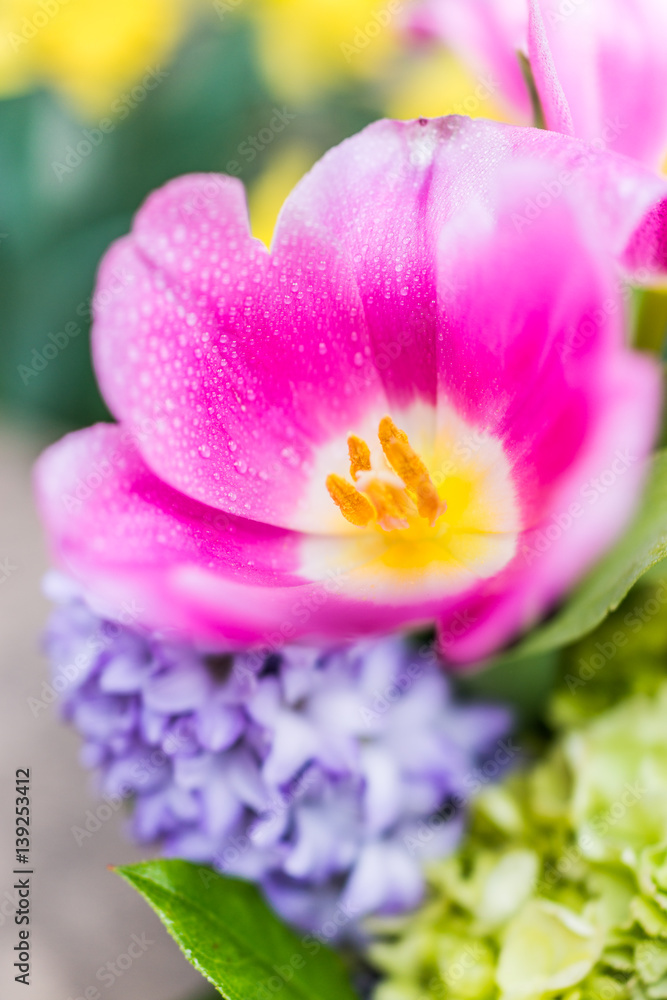 Open pink tulip bouquet with blue purple hyacinth flowers and water drops