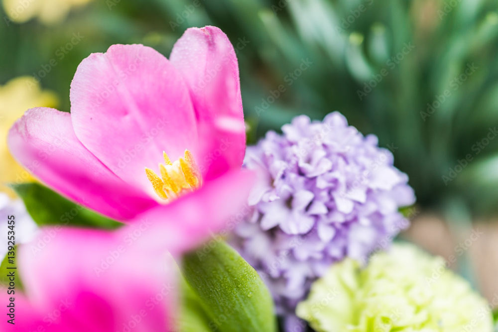 Open pink tulip bouquet with blue purple hyacinth flowers Open pink tulip bouquet with blue purple hyacinth flowers