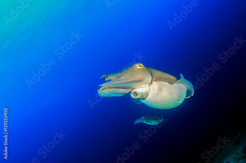 Pair of Cuttlefish in blue water