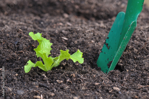 jeune plant de salade dans la terre de jardin avec plantoir 