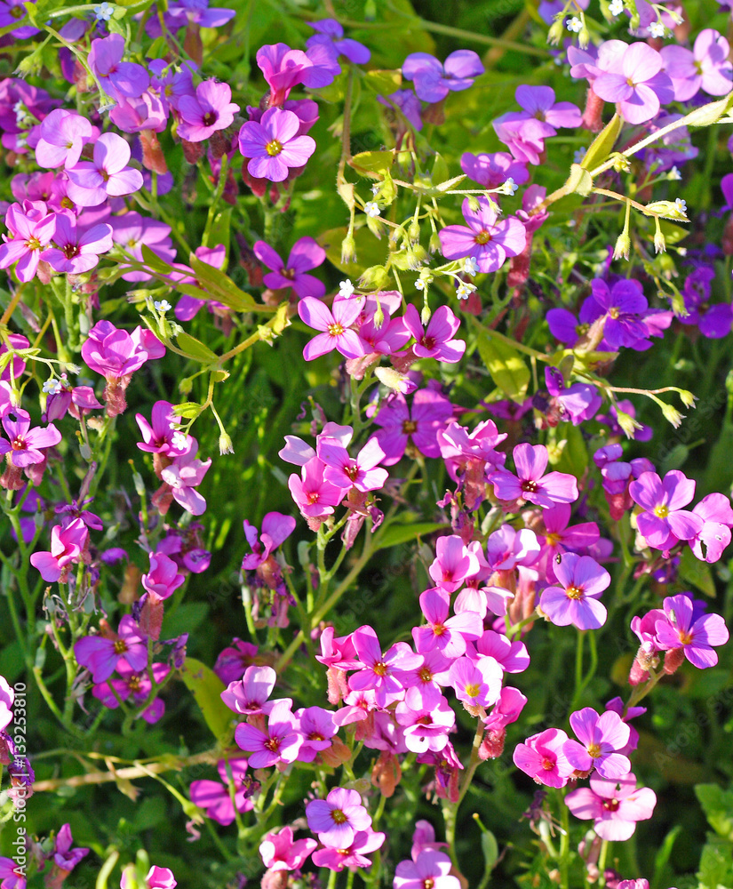 Purple lobelia flowers
