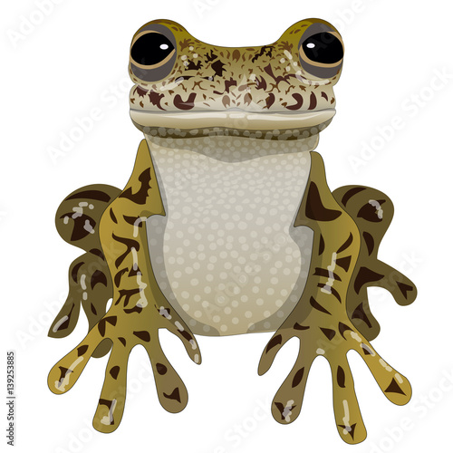 Frog portrait isolated