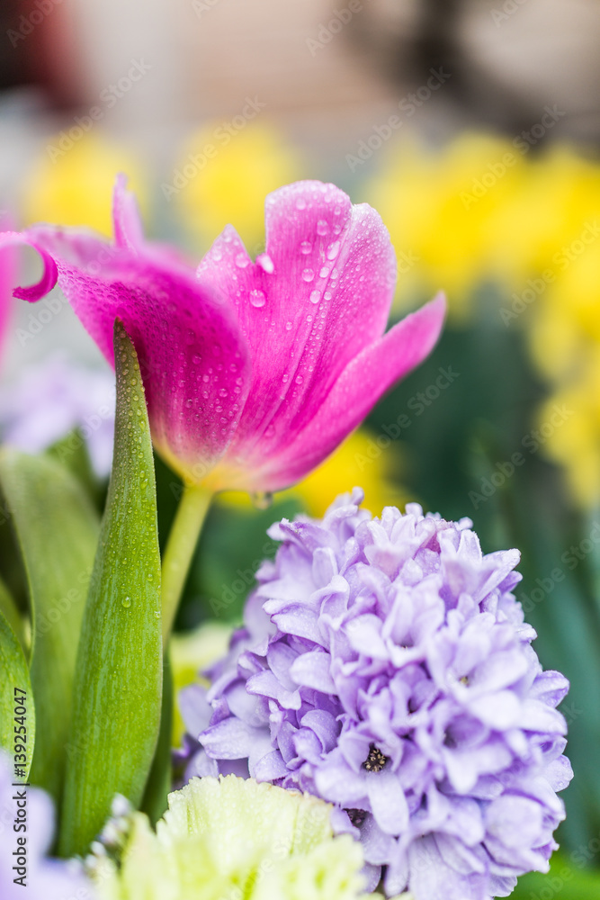 Open pink tulip bouquet with blue purple hyacinth flowers and water drops