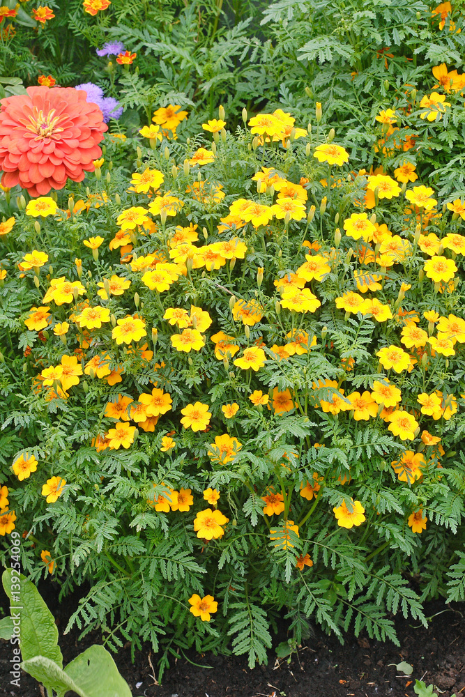 Blooming Yellow Marigolds (Tagetes) flowerbed