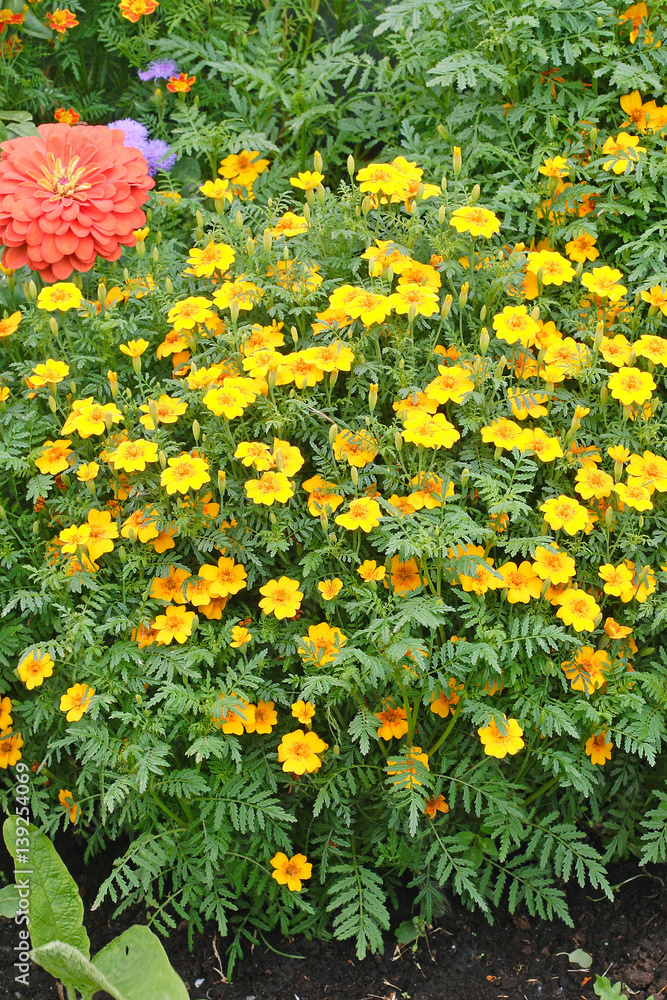 Obraz premium Blooming Yellow Marigolds (Tagetes) flowerbed