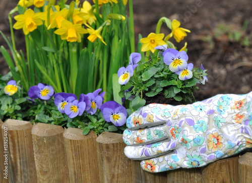 main avec gant de jardinage tenant des fleurs à planter