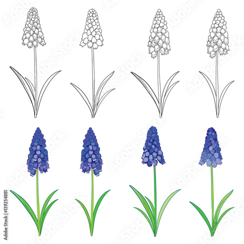 Vector set with outline blue muscari or grape hyacinth flowers and green leaves isolated on white. Ornate floral elements for spring design or coloring book. Set with muscari flower in contour style. photo