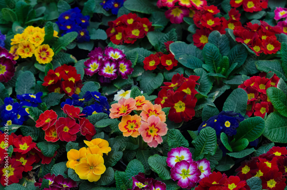 many colorful primulas filling the entire picture