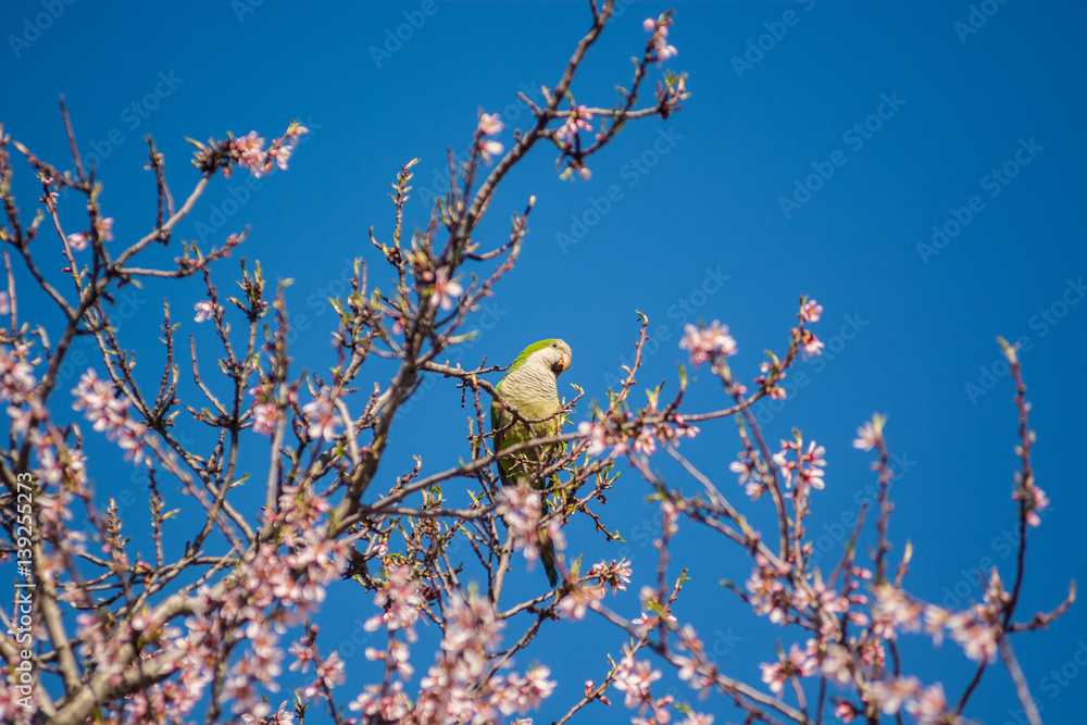 A monk parakeet (Myiopsitta monachus) in an almond tree with flowers A monk parakeet (Myiopsitta monachus) in an almond tree with flowers