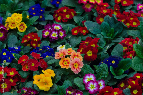 many colorful primulas filling the entire picture © Taras Garkusha