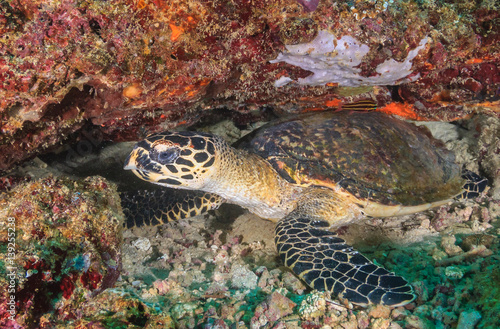 Hawksbill Sea Turtle on a coral reef